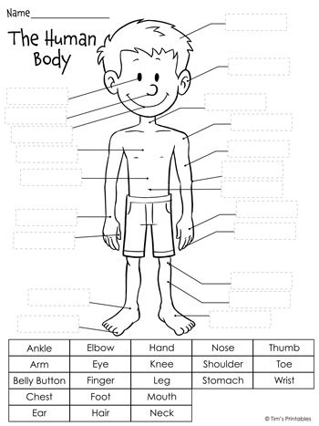 Blank Printable Human Body Diagram