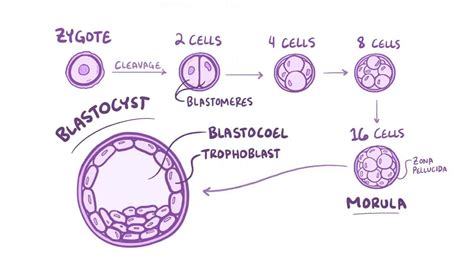 Blastomere - Wikipedia