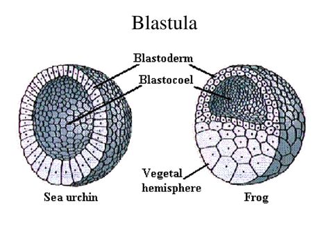 codini.rgarabwor.edu.pl. 