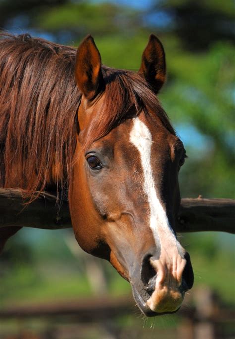 Blaze Beauty - Horse