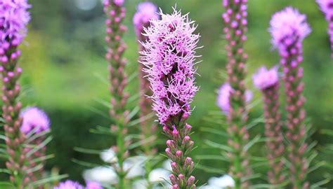 Liatris, also known as blazing star, is a drought-tolerant and deer-resistant plant that blooms in late summer to fall. Learn about its varieties, uses, care, and pollinator attraction.. 