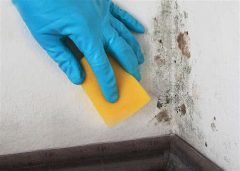 Bleach mold. Mold Cleaning Trick #2: Baking Soda and Bleach. It's important to note that bleach does not kill mold, it simply removes the stain created by mold. Vinegar ... 