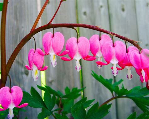 Bleeding hearts: how to grow and care for dicentra - GardeningEtc