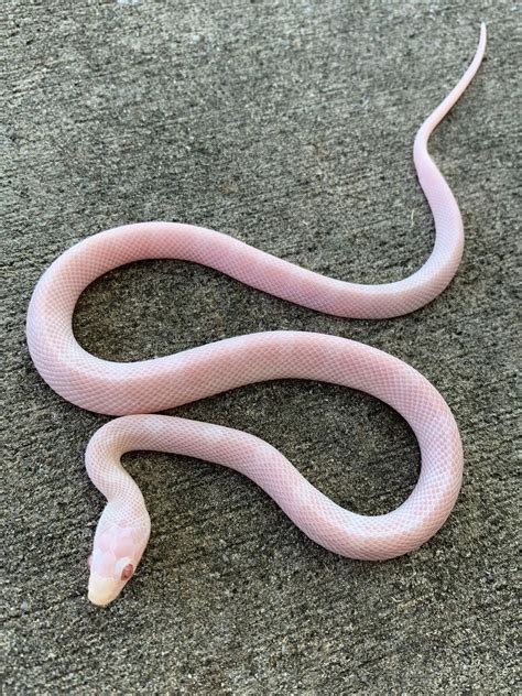 Blizzard Corn Snake: Facts, Info & Care Guide (with Pictures)