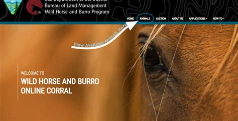 Blm online corral. LATEST NEWS. New! You can earn up to $1,000 by adopting an untrained wild horse or burro during an Online Corral event. Learn more about the Adoption Incentive Program at blm.gov/adoption-incentive.Trained animals are not eligible for Adoption Incentive Program. 
