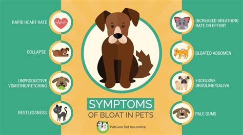 Bloat in Dogs
