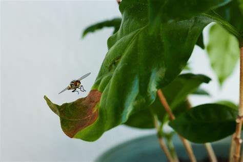 Blomflugor kaffesump