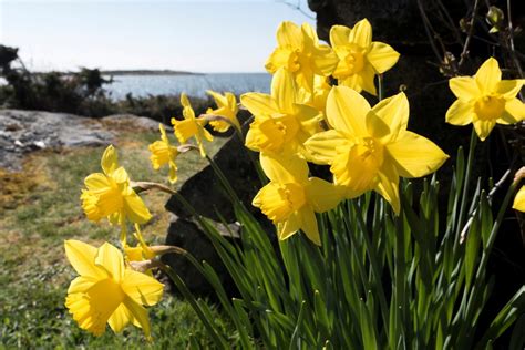 Blommor tjörn.