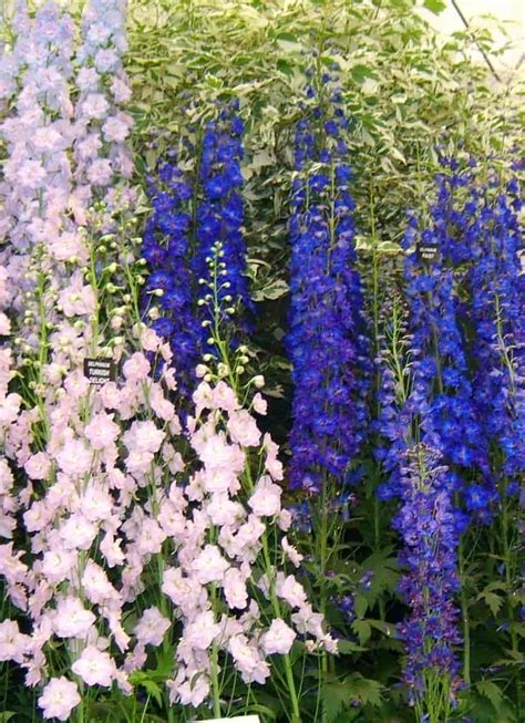 Blomsterspr&aring;k &ndash; Wikipedia