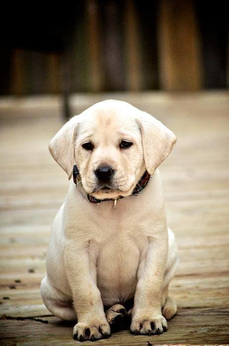 Blonde Puppy Labrador