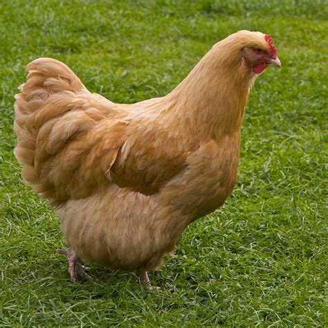 The Wyandotte is an American breed of chicken developed in the 1870s. Called after the indigenous Wyandot people of North America. The Wyandotte is a dual-purpose breed, kept for its brown eggs and its yellow-skinned meat. It is a popular show bird, and has many colour variants and is available in both bantam and large fowl. ....