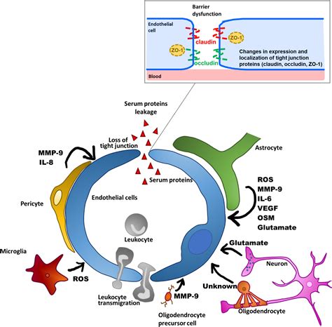 Blood–brain barrier dysfunction: the undervalued frontier of …