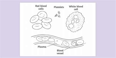 Blood Diagram With Text Colouring Sheet Colouring Sheets