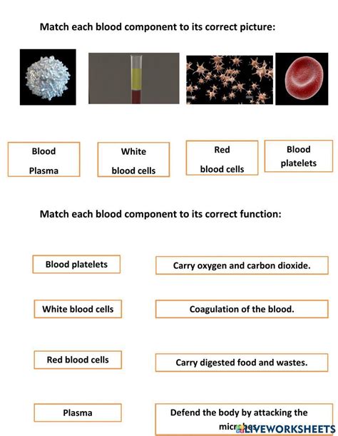 Blood Diagram Worksheet