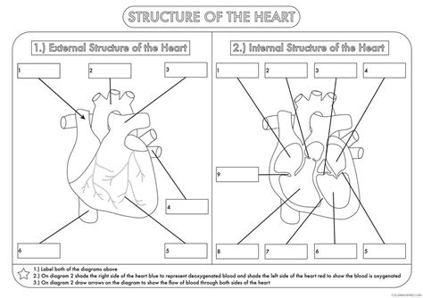 Blood Flow Diagram Worksheet Images and Photos finder