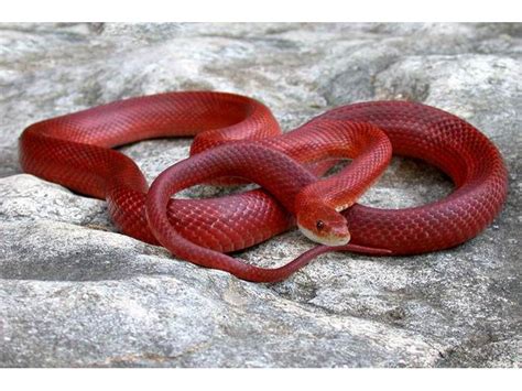 Blood Red Corn Snakes-Costs, Facts, Genetics and Morphs