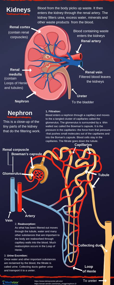 Blood Supply to the Kidneys - Anatomy Pictures and Information …