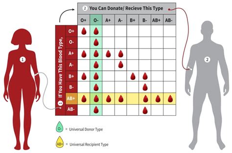 Blood Type Donation Chart