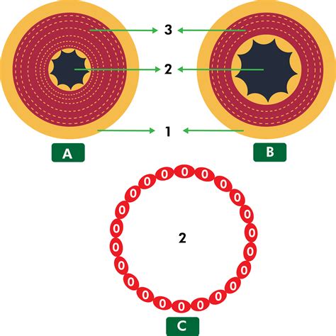 Blood Vessels Diagram - BYJU