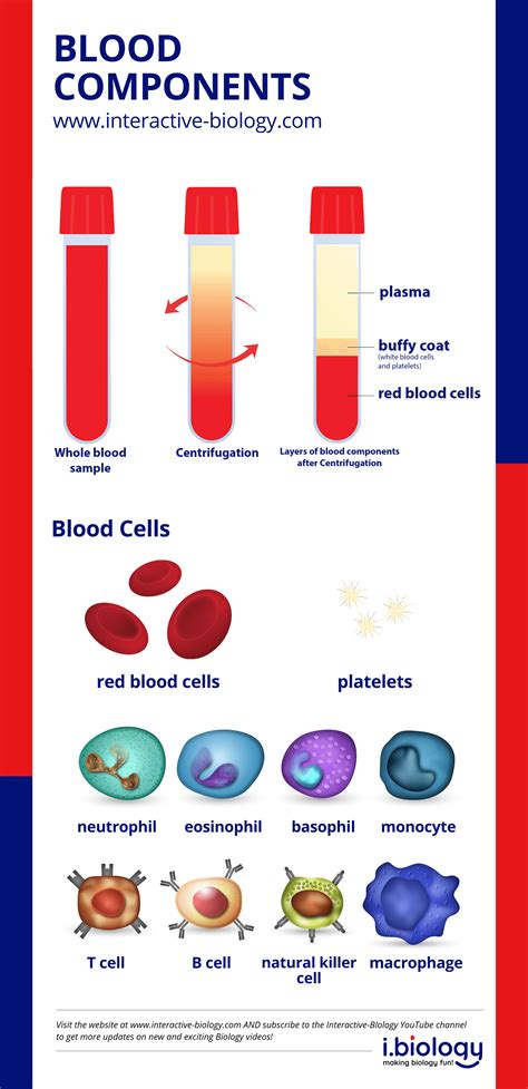 Blood componets study guide answer key. - Unlocking literacy a guide for teachers.
