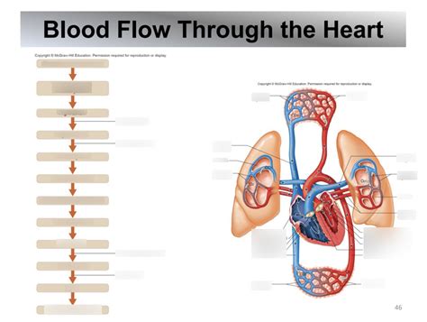 Blood flow through the heart Diagram Quizlet