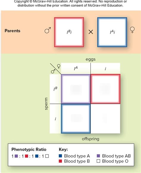 Blood punnett square. Jun 16, 2022 · To estimate the genotypic and phenotypic ratio, calculate the number of Punnett squares with each allele combination. So, in this example, one Punnett square for both RR and rr and two Punnett square boxes for Rr. Calculating Punnett square ratios as 1:2:1 will give the genotypic ratio. So, the monohybrid cross-ratios are as follows: 
