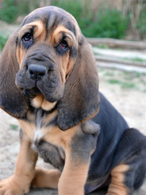 Bloodhounds can have a variety of health issues. Bloodhoun