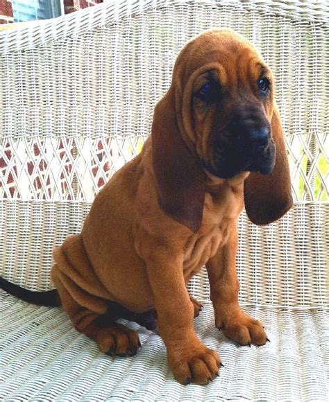 Bloodhounds for sale near me. About Good Dog. Good Dog is your partner in all parts of your puppy search. We’re here to help you find Bloodhound puppies for sale near Missouri from responsible breeders you can trust. Easily search hundreds of Bloodhound puppy listings, connect directly with our community of Bloodhound breeders near Missouri, and start your journey into ... 