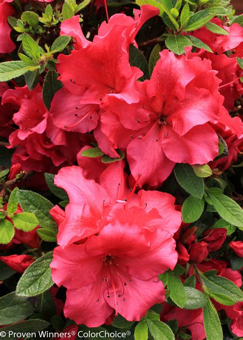 Bloom-A-Thon® Red Reblooming Azalea Naturehills.com