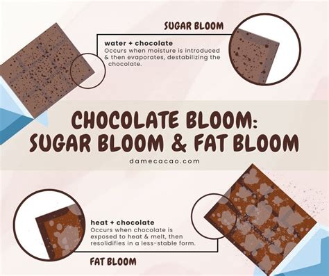 Blooming on chocolate. Sugar bloom is normally caused by surface moisture. The moisture causes the sugar in the chocolate to melt. Once the moisture evaporates, larger sugar crystals form, creating a white, powdery coating on the surface of the chocolate. This type of bloom can make the chocolate look dull and matte, and … 