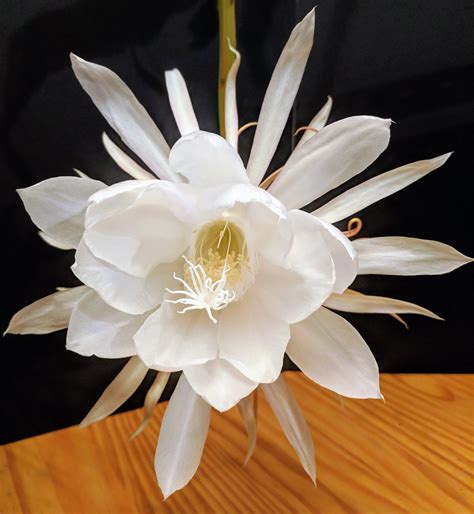Mar 4, 2014 · Q. Night Blooming Cereus - I think my Night Blooming Cereus is dying. The long stem is wilting and the leaves are turing dark ... Q. Night Blooming Cereus - My night blooming cereus is growing a long shoot that is 4 or 5 feet tall right now. It has ... Q. Night Blooming Cereus - Our plant is well over 6 feet tall - full of leaves on the top and ... . 