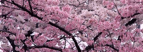 Blossom  Facebook.