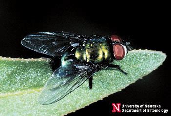 Blow flies in the Home Nebraska Extension in Lancaster …