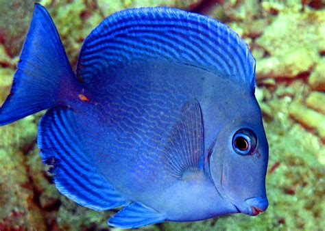 Blu fish. Things To Know About Blu fish. 