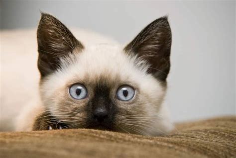  Meet Fortunata , a Torbie Cat for adoption, at Blue's Mews 