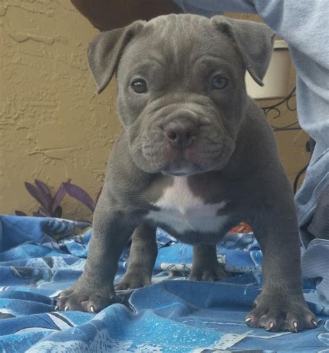 Blue American Bulldog Puppies For Sale