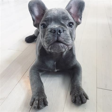Blue And White French Bulldog Puppy