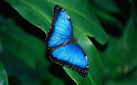 Blue Beautiful Butterfly Hd