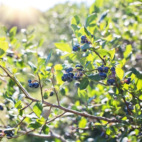 🍑 Blue Berry Onlyfans Leaked PORN 234 Videos