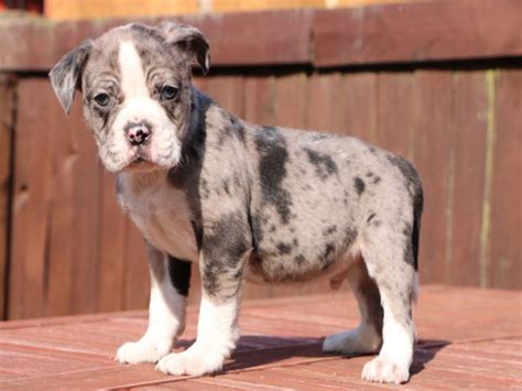 Blue Blood Bulldog Puppies For Sale