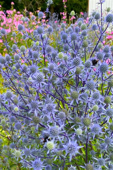 Blue Cap Sea Holly - Eryngium planum