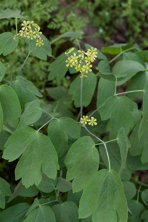 Blue Cohosh - Healing Waters Clinic & Herb Shop