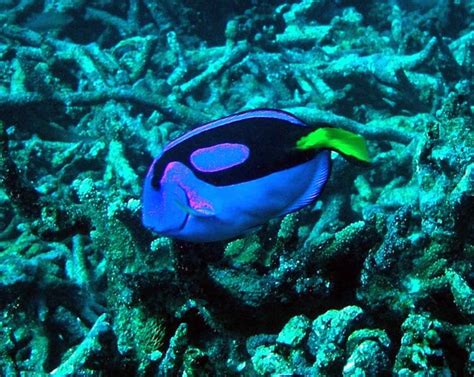 Blue Coral Fish