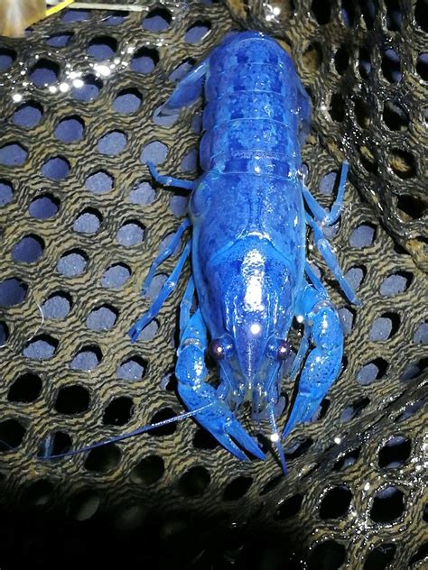Blue Crayfish Price