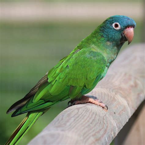 Blue Crowned Conure Price