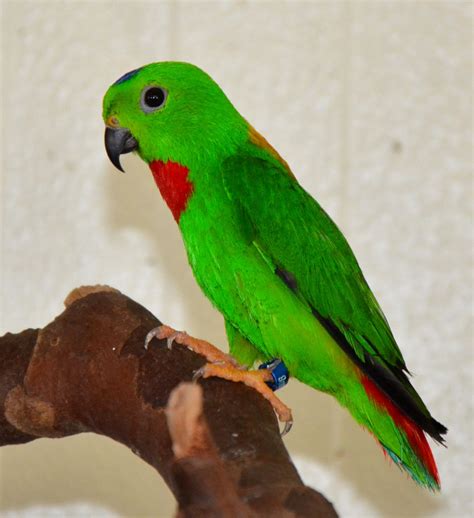 Blue Crowned Hanging Parrot Price