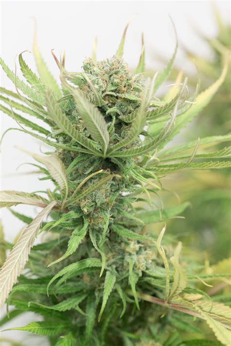 Blue Dream Cannabis Seeds by Garden Of Green Seeds - Buy Blue Dream …