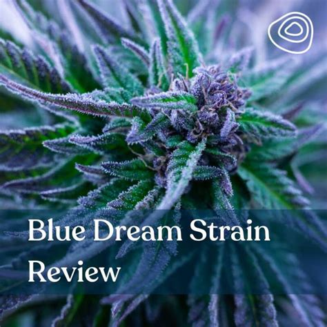 Blue Dream Strain - Ultimate Strain Review & Information Guide