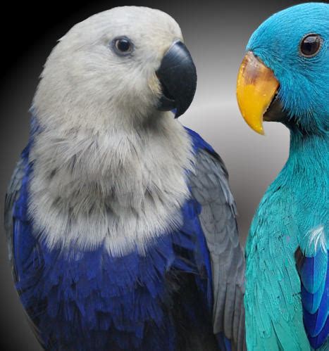 Blue Eclectus Parrot Price