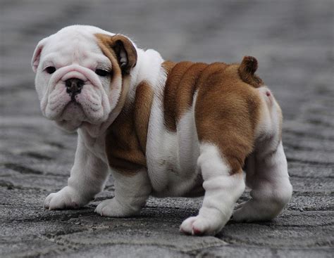 Blue English Bulldog Puppies For Sale In Texas